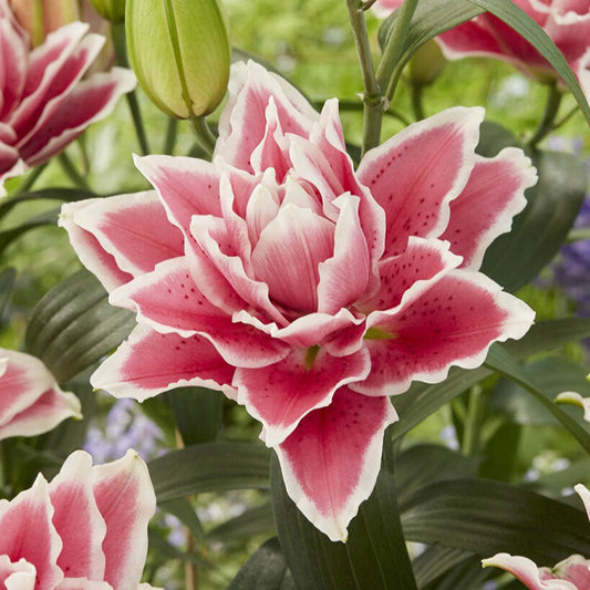 Samantha - Roselily Bulbs