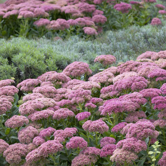 Autumn Joy - Sedum Roots