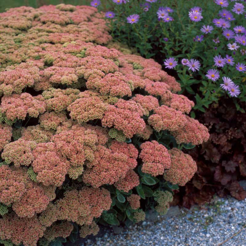 Autumn Joy - Sedum Roots
