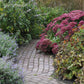 Autumn Joy - Sedum Roots