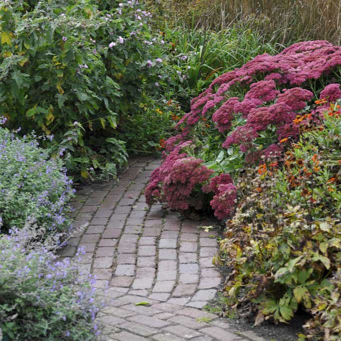 Autumn Joy - Sedum Roots