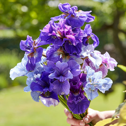 Blue Mix - Siberian Iris Bulbs