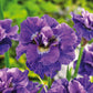 Concord Crush - Siberian Iris Bulbs
