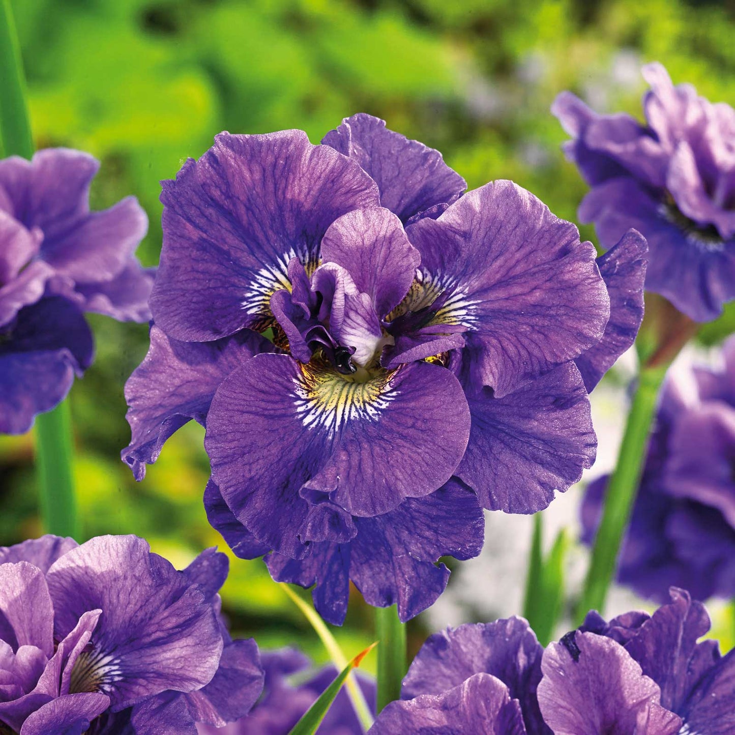 Concord Crush - Siberian Iris Bulbs