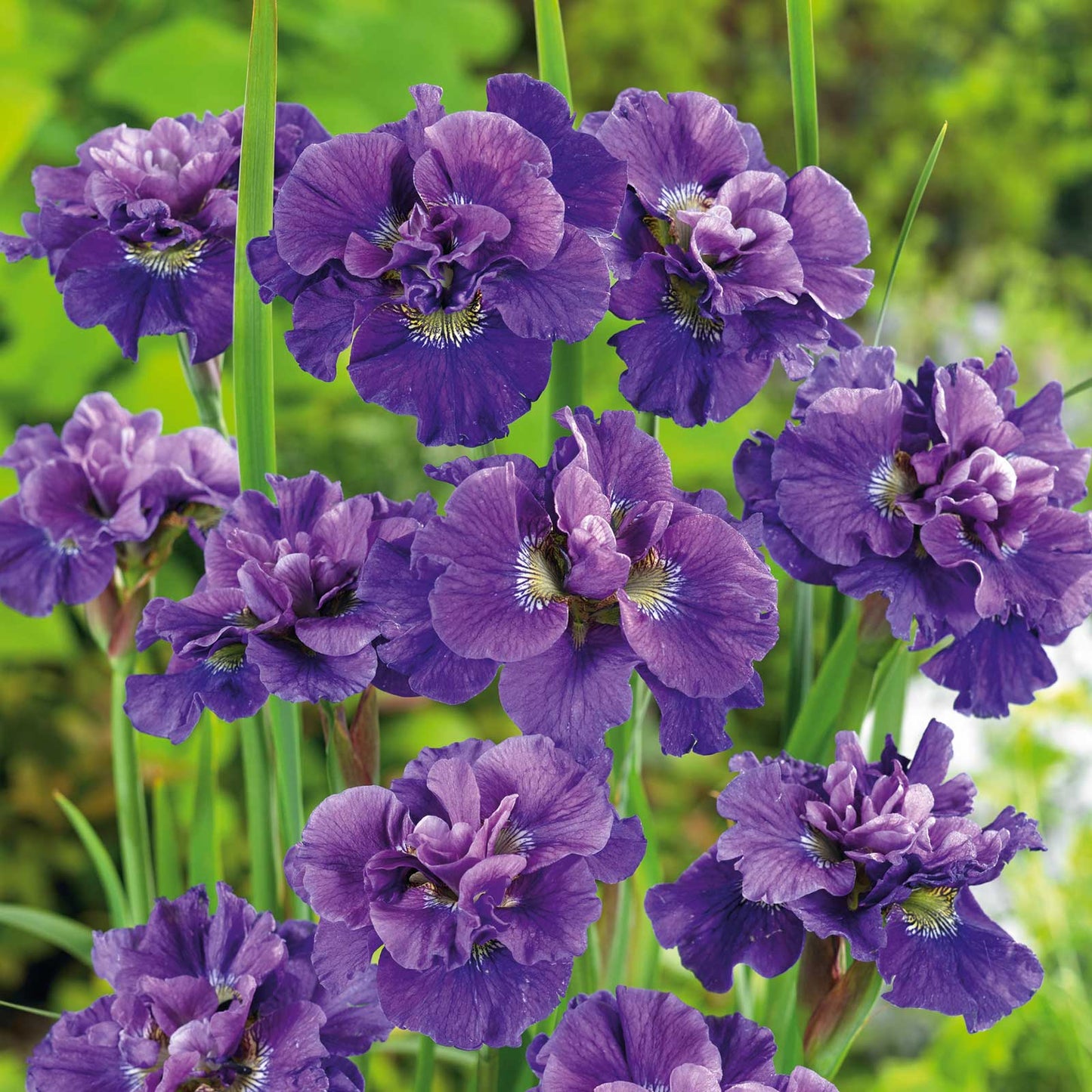Concord Crush - Siberian Iris Bulbs