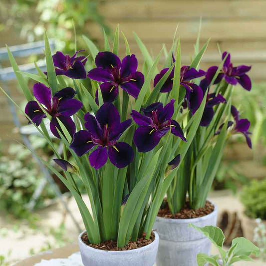 Louisiana Black Gamecock - Siberian Iris Bulbs