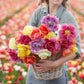45 Days of Peony-Flowered Tulips