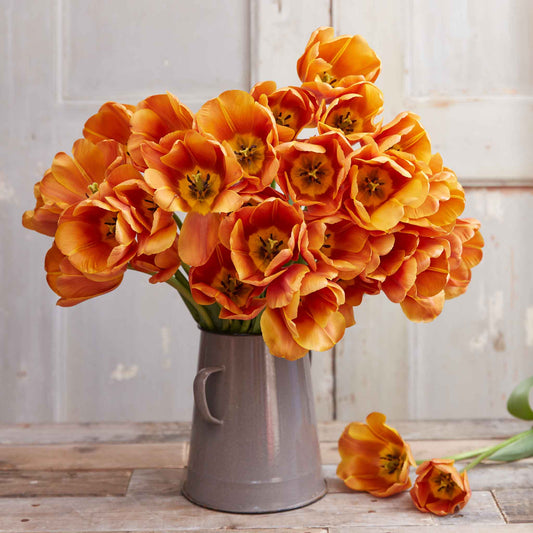 Brown Sugar - Tulip Bulbs