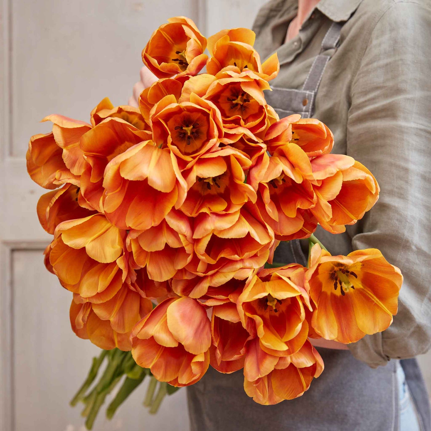 Brown Sugar - Tulip Bulbs