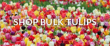 collections bulk-tulip-bulbs banner