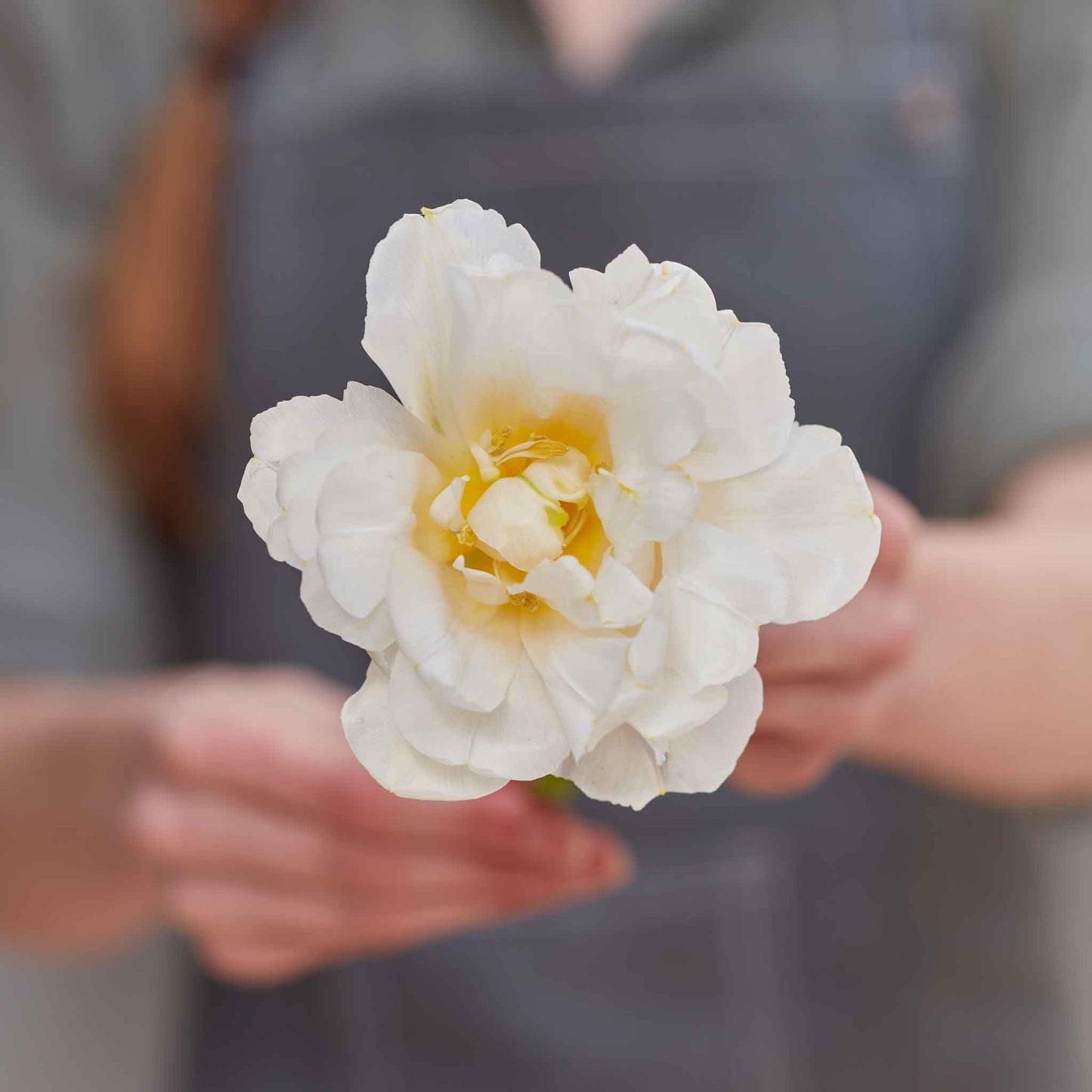 Butterscotch Mix - Tulip Bulbs