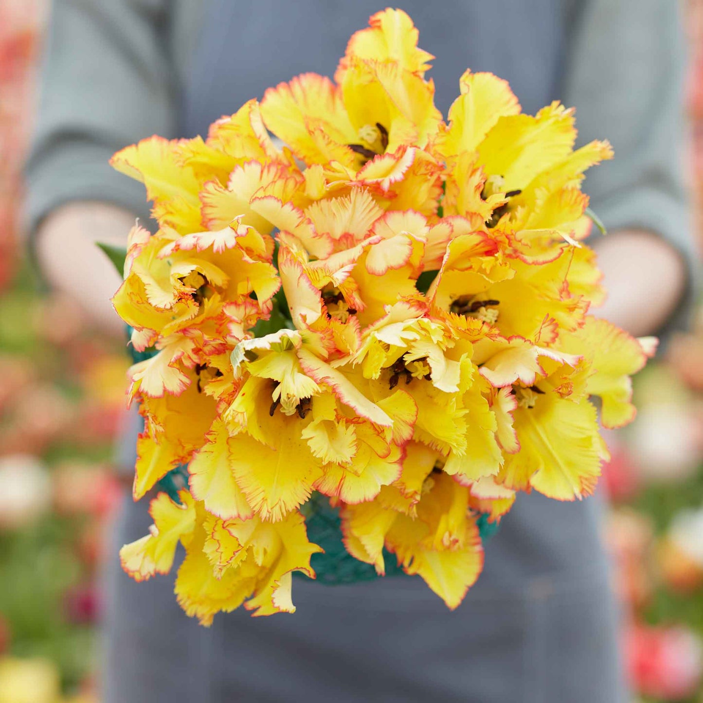 Caribbean Parrot - Tulip Bulbs