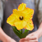 Caribbean Parrot - Tulip Bulbs