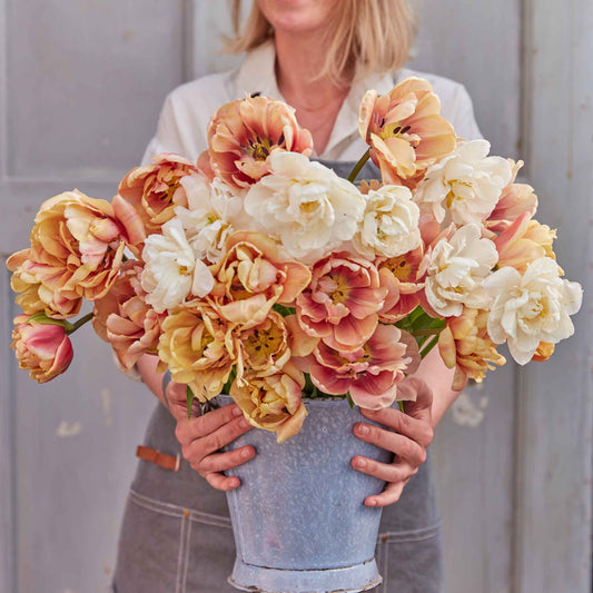 Chardonnay Mix - Tulip Bulbs
