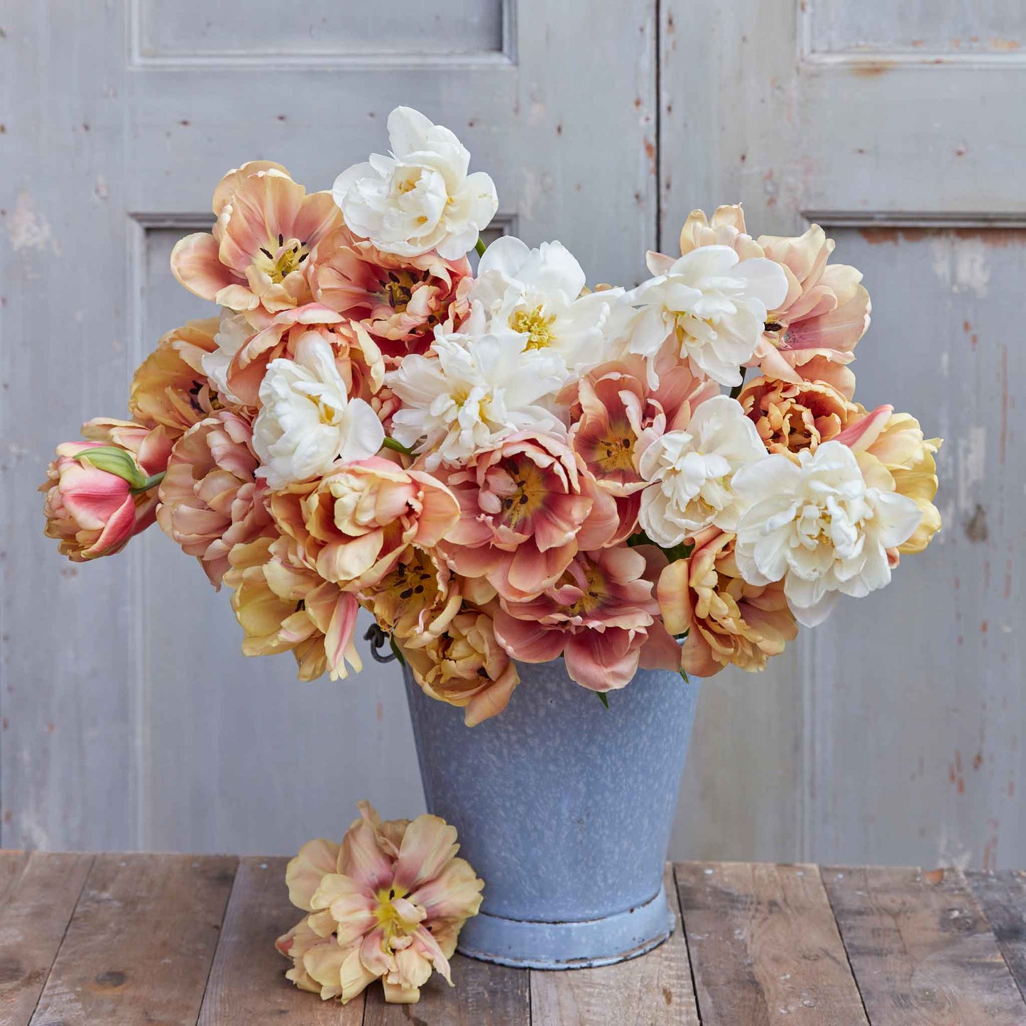 Chardonnay Mix - Tulip Bulbs