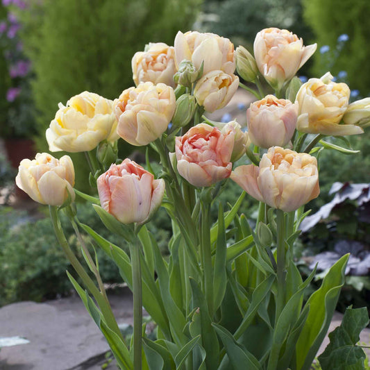 Charming Beauty - Tulip Bulbs (Double Late)