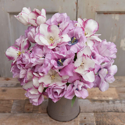 Claire's Mix - Tulip Bulbs
