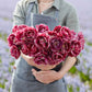Dream Touch - Tulip Bulbs (Double Late)