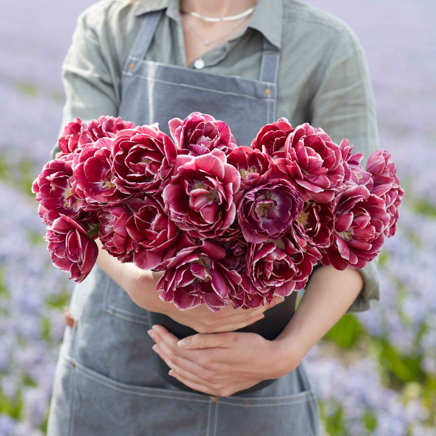 Dream Touch - Tulip Bulbs (Double Late)