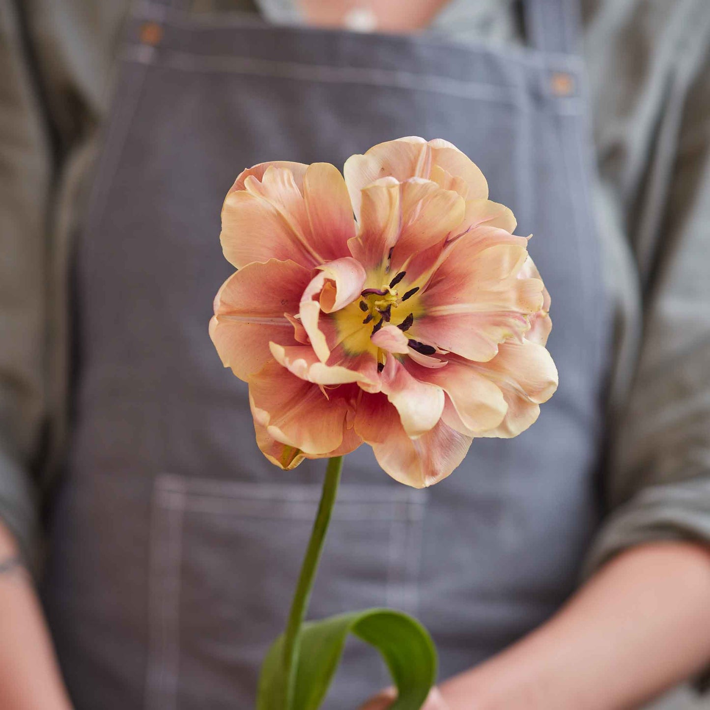 French Quarter Mix - Tulip Bulbs