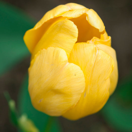 Golden Parade - Tulip Bulbs (Darwin Hybrid)