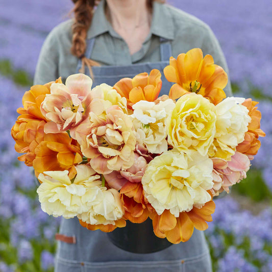 Golden Symphony Mix - Tulip Bulbs