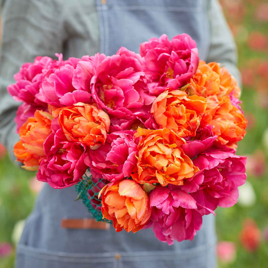 Hawaiian Sunset Mix - Tulip Bulbs