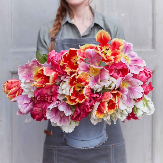 Perfect Parrot Mix - Tulip Bulbs