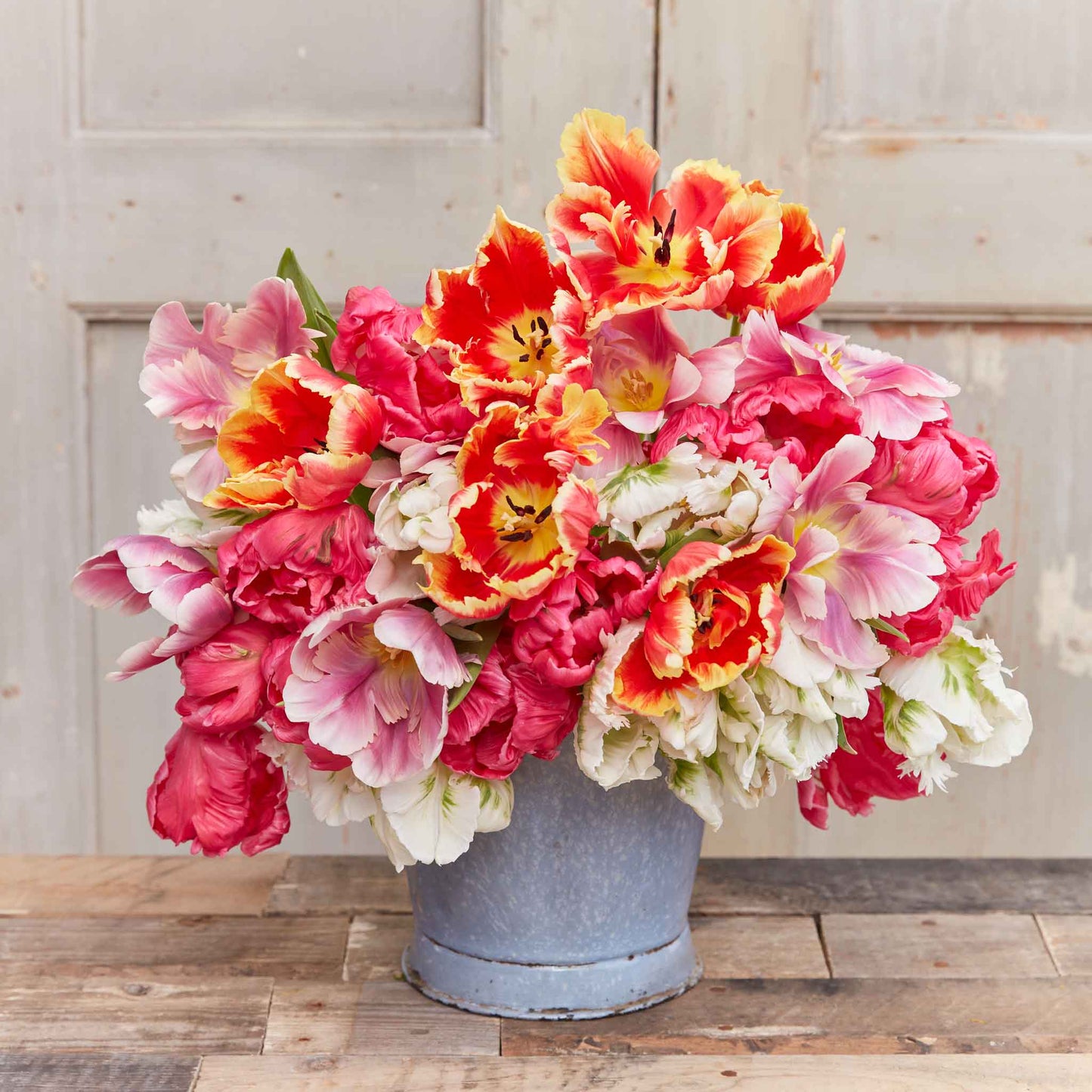Perfect Parrot Mix - Tulip Bulbs