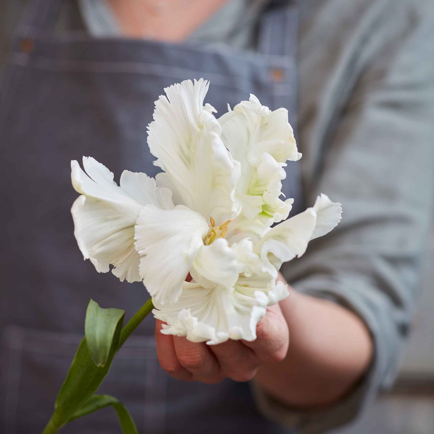 Perfect Parrot Mix - Tulip Bulbs