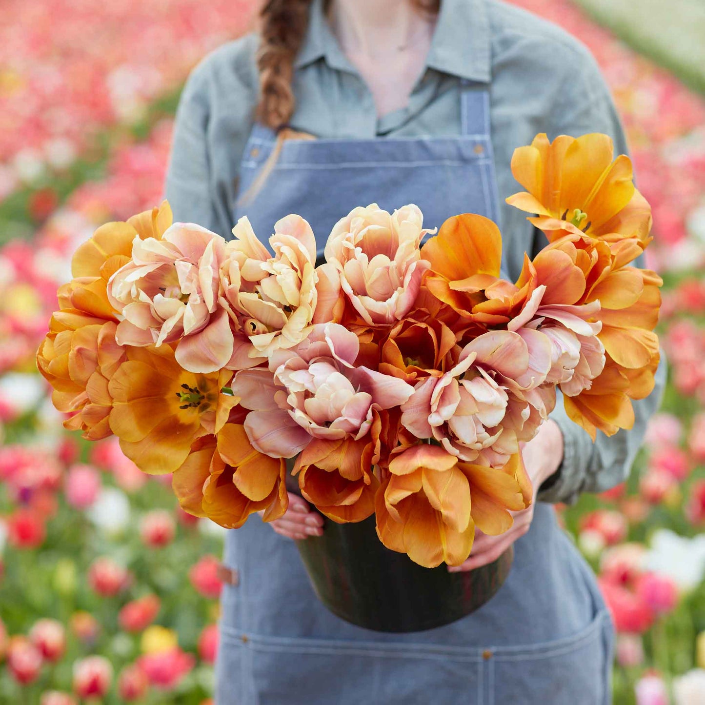Persimmon Mix - Tulip Bulbs