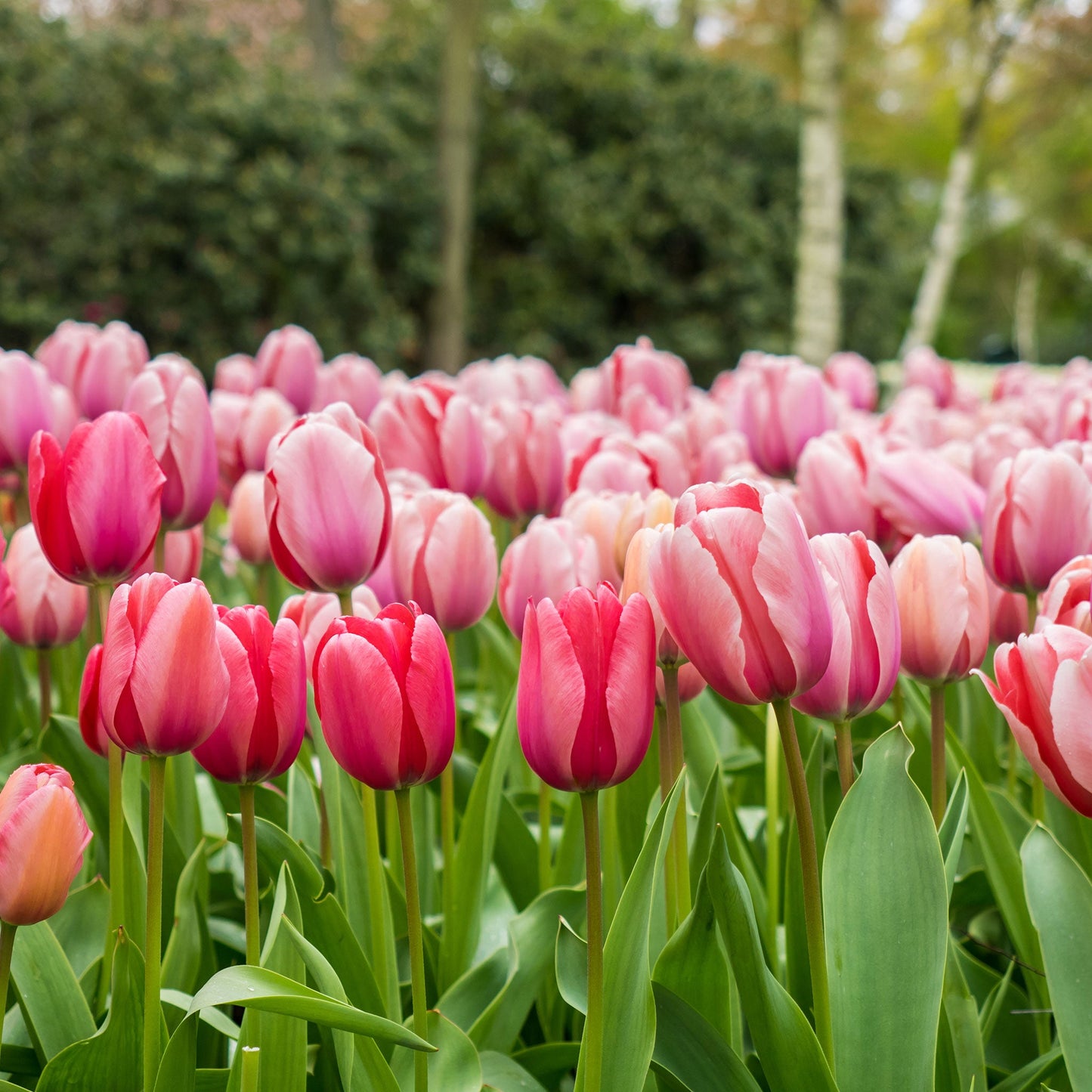 Pink Impression - Tulip Bulbs (Darwin Hybrid)