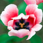Pink Impression - Tulip Bulbs (Darwin Hybrid)