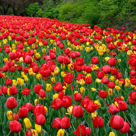 Red Impression - Tulip Bulbs (Darwin Hybrid)
