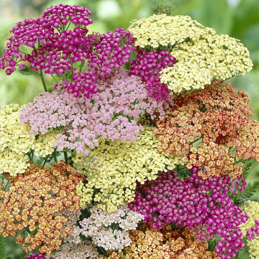 Mixed Colors - Yarrow Roots