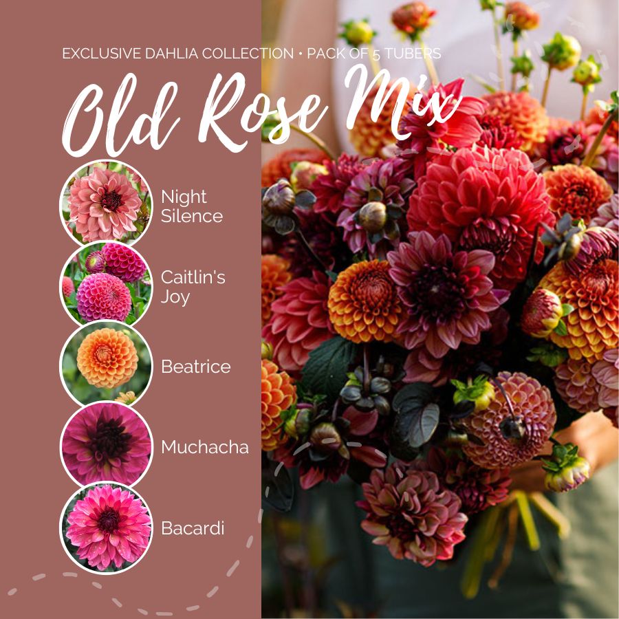 dahlia old rose contents
