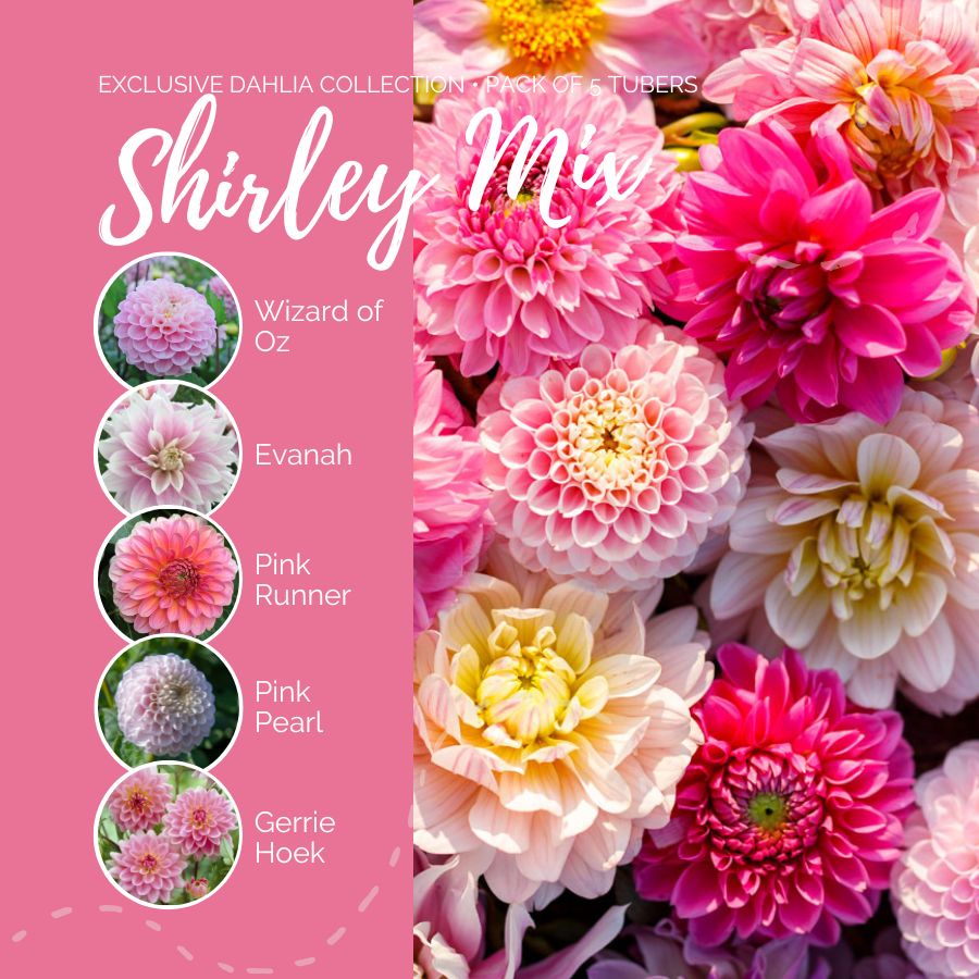 dahlia shirley mix contents