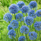 Blue Caeruleum Allium