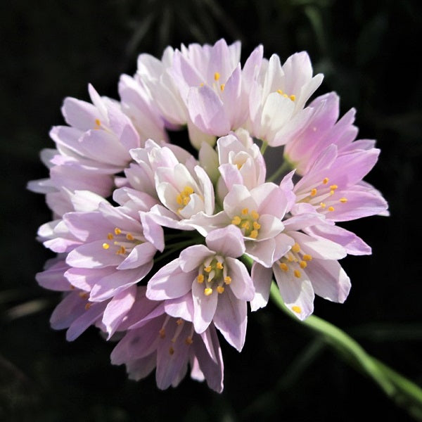 Roseum Allium
