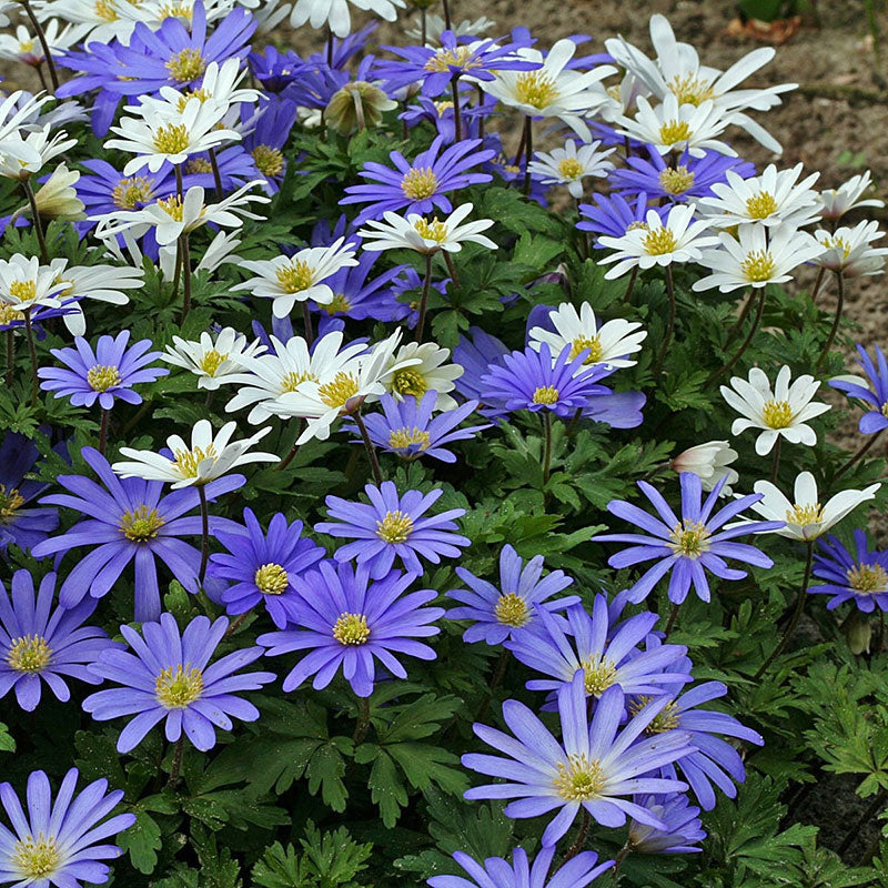blue and white mix anemone