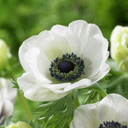 anemone coronaria de caen white