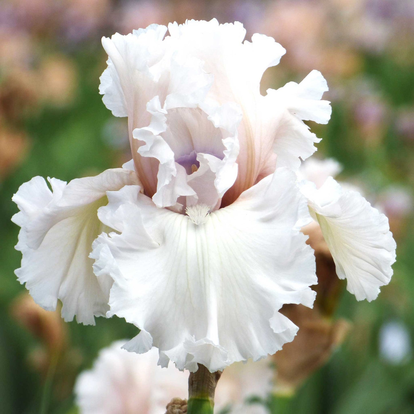 bearded iris beauty within