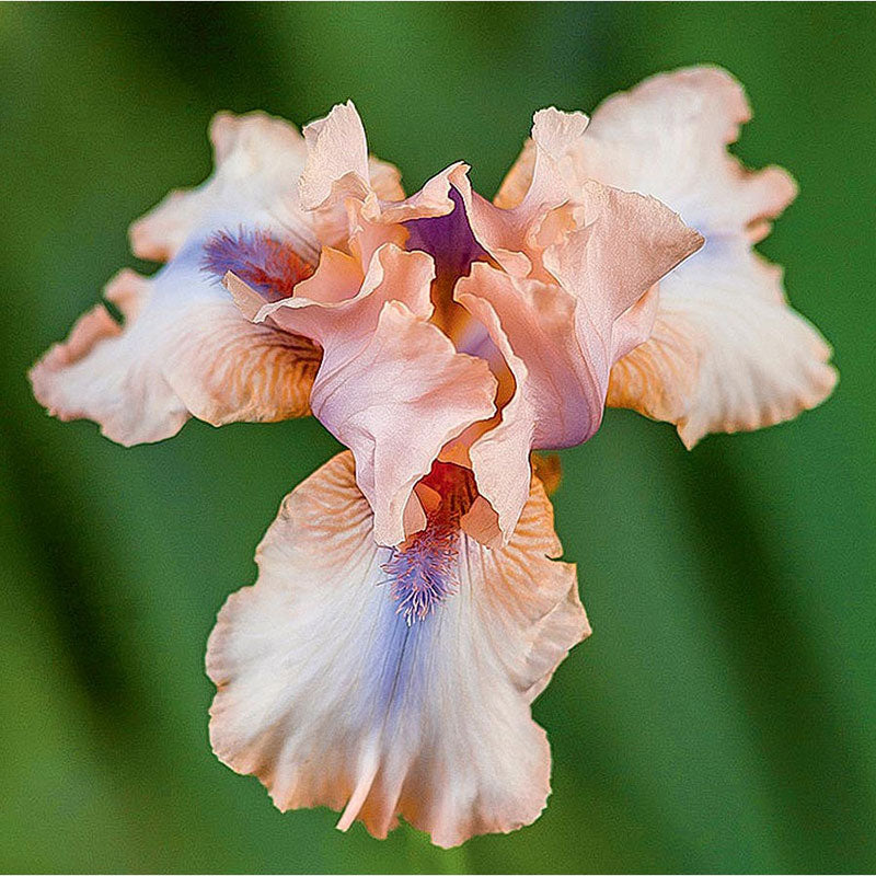 bearded iris concertina