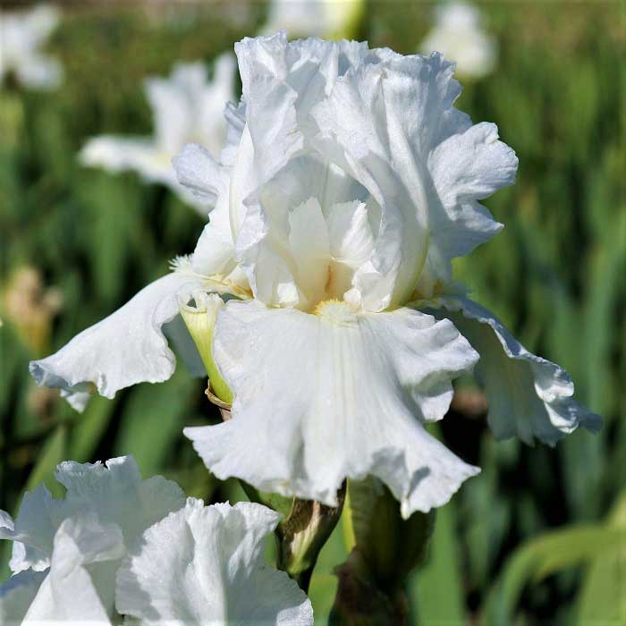re-blooming bearded iris - frequent flyer