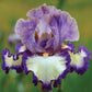 re-blooming bearded iris - grays peak