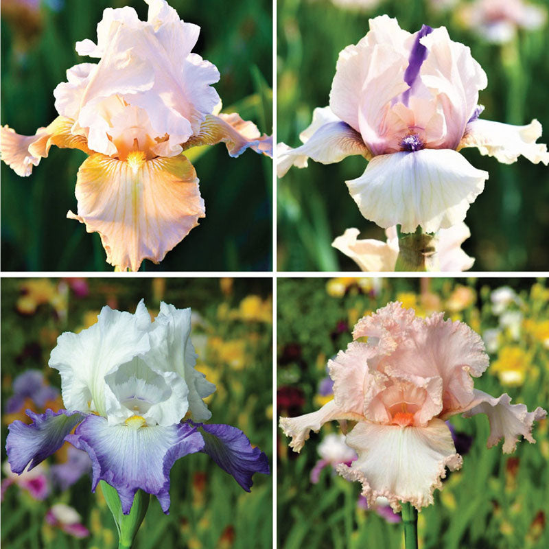 re-blooming bearded iris - pastel mix