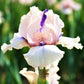 re-blooming bearded iris - pastel mix