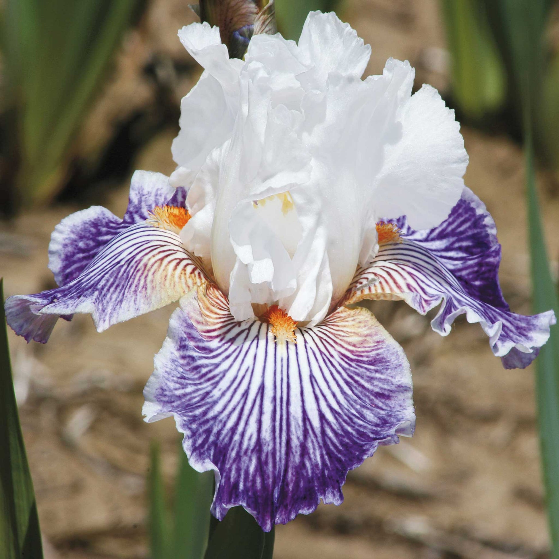bearded iris - purple mix