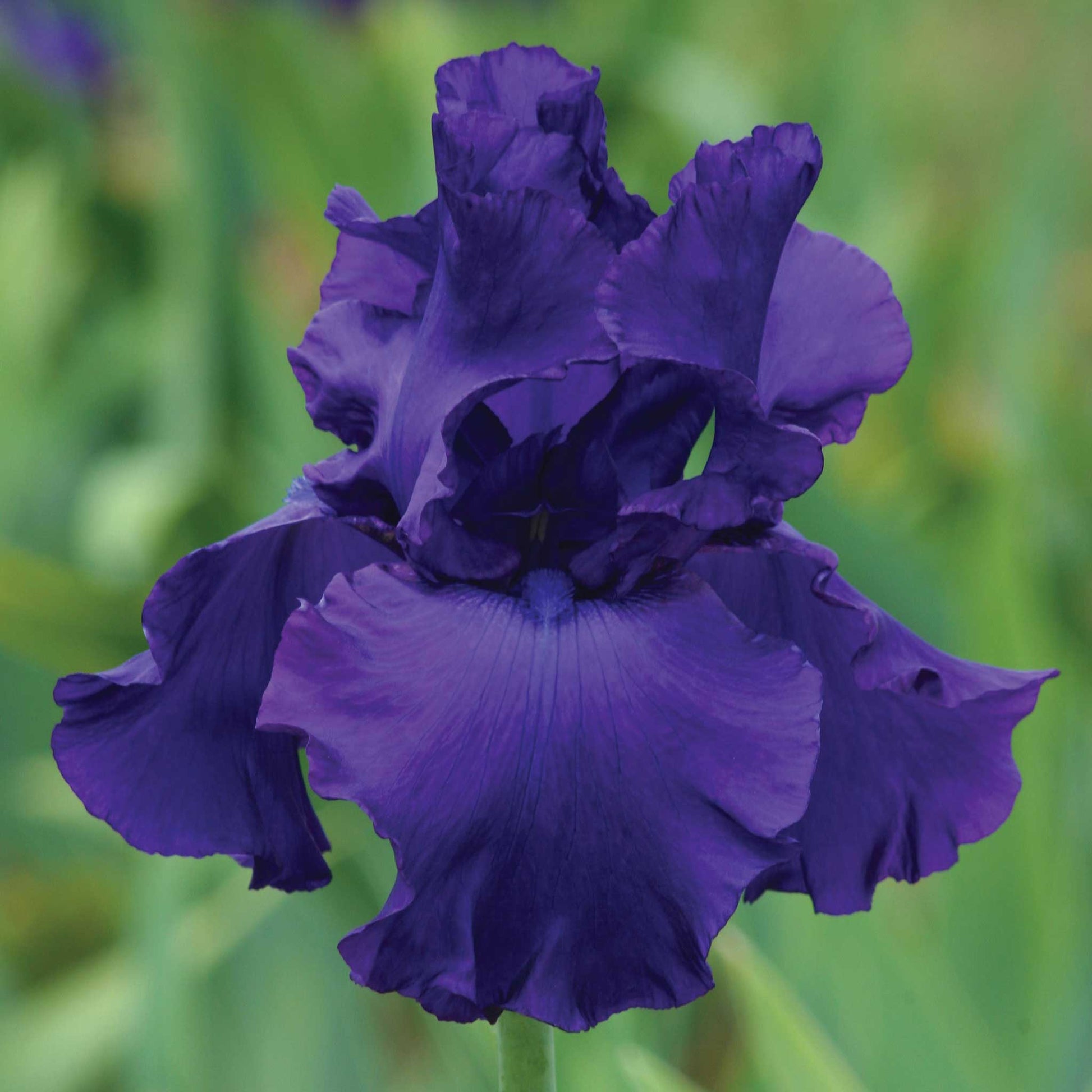 bearded iris - titan's glory