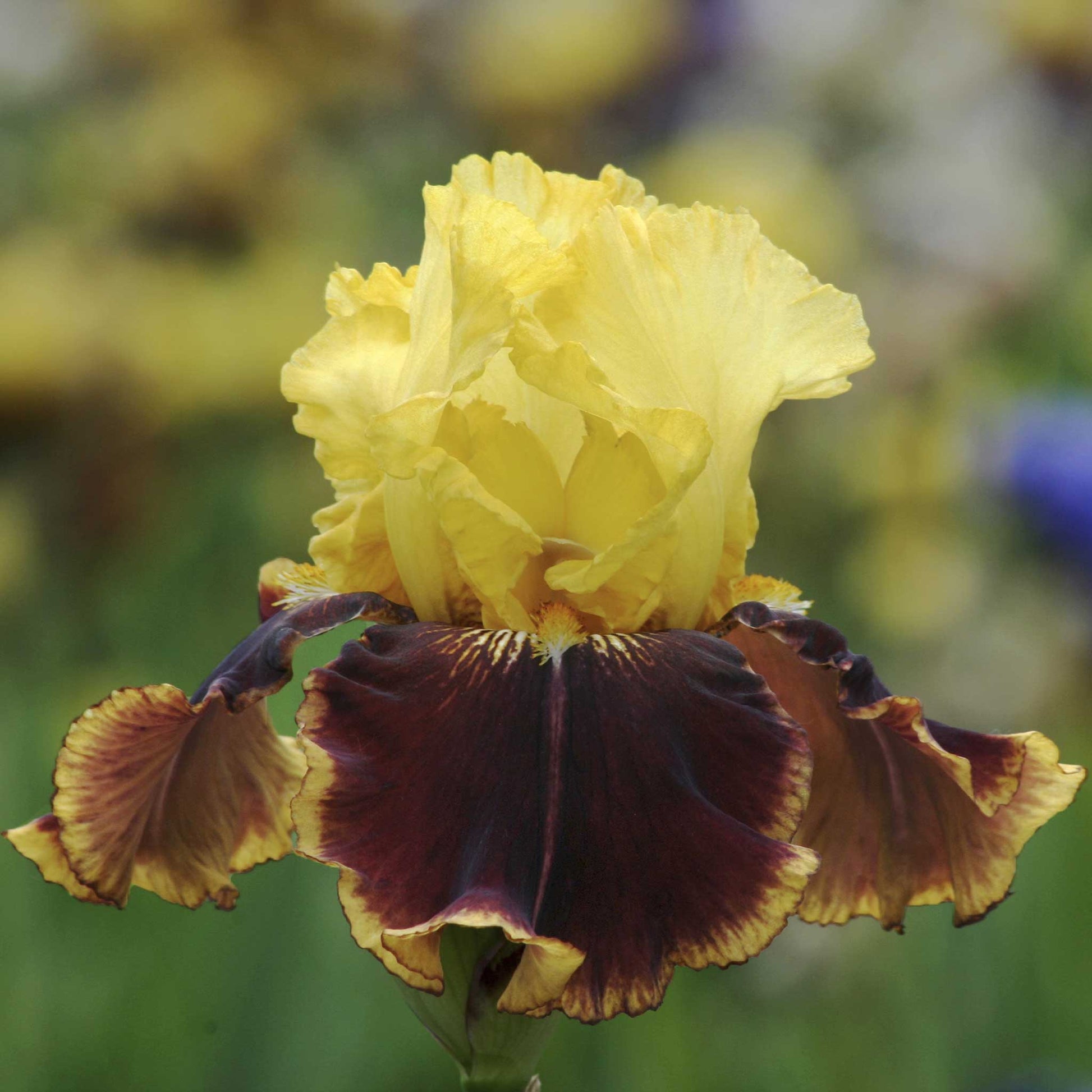 bearded iris - vintage charm